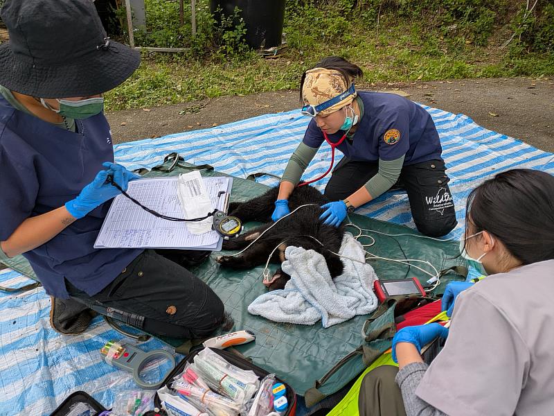 卓溪落單小熊誘捕成功,照養野訓後評估野放。