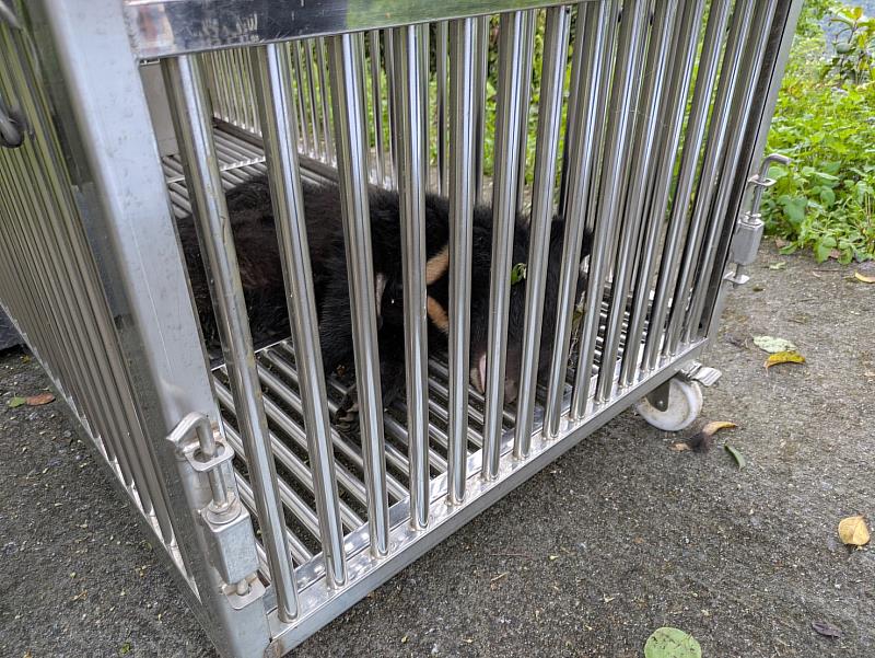 卓溪落單小熊誘捕成功,照養野訓後評估野放。