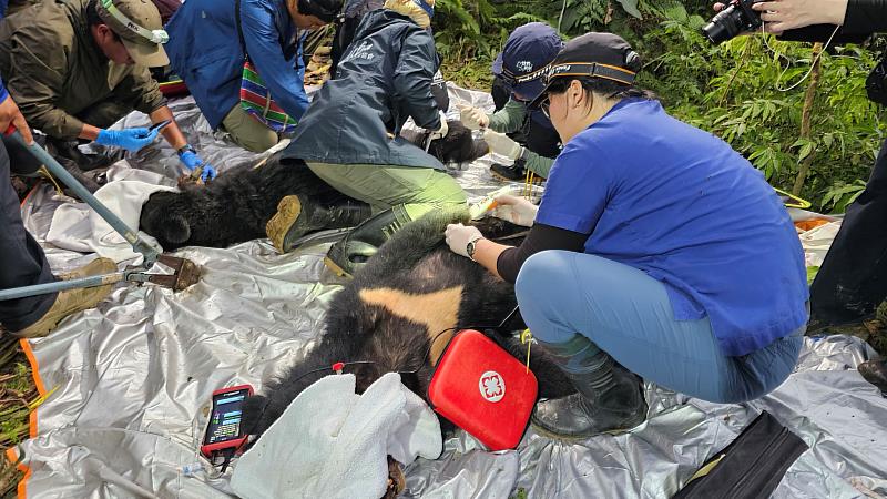 野灣野生動物保育協會進行前肢外傷處理