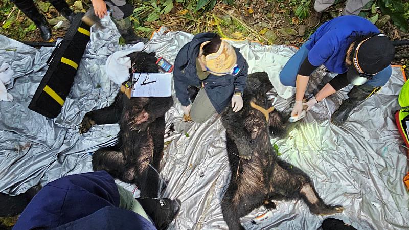 野灣野生動物保育協會進行二隻黑熊前肢外傷處理