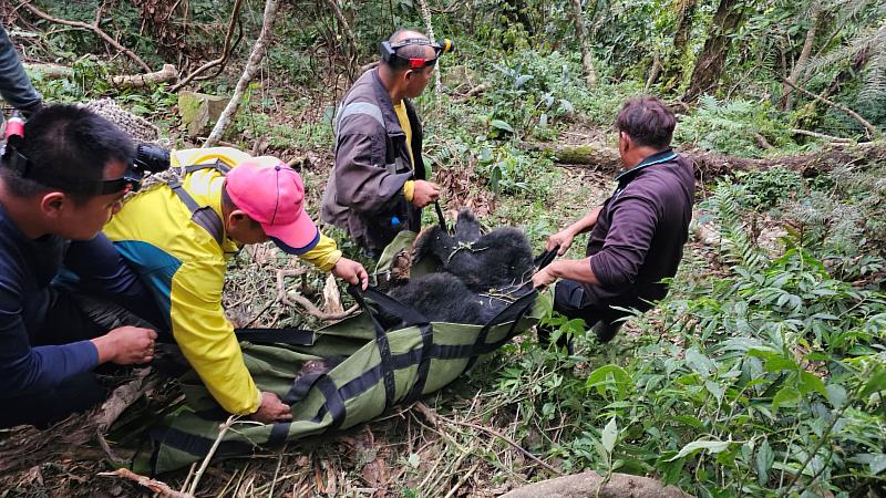 「桃源棲地巡守隊」協助搬運黑熊