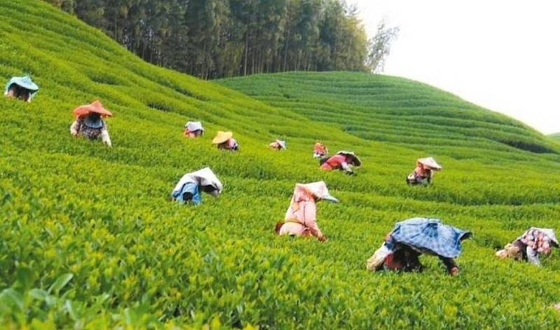 ▲Tea Pairing 已在台灣餐飲界興起，樂埔町以「茶饗共味」為題，推出全新 Tea Pairing 體驗。