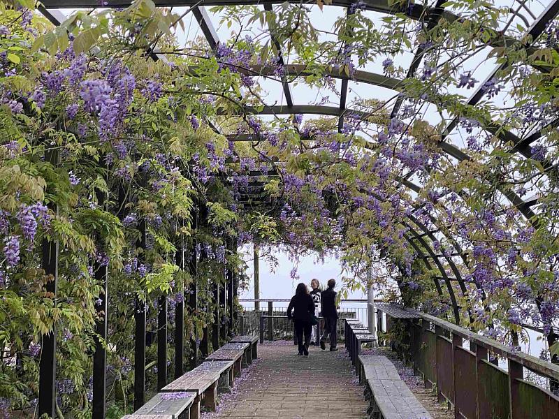 清明連假把握瑞里紫藤花季最後賞花期 共賞夢幻紫色浪漫