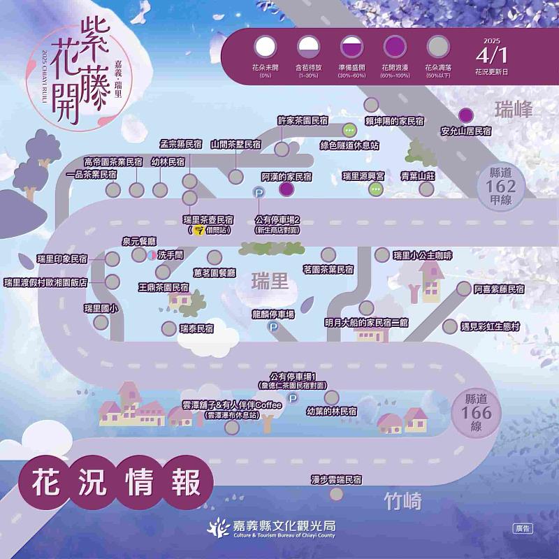 清明連假把握瑞里紫藤花季最後賞花期 共賞夢幻紫色浪漫