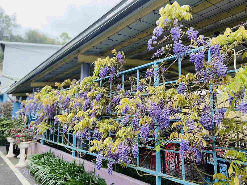 清明連假把握瑞里紫藤花季最後賞花期 共賞夢幻紫色浪漫