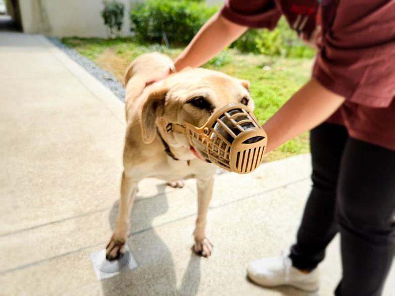 新竹市動保所提醒攻擊性犬隻注意事項，呼籲飼主落實管理責任，共創友善動物環境。
