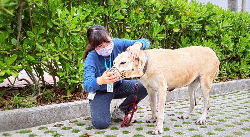 新竹市動保所提醒攻擊性犬隻注意事項，呼籲飼主落實管理責任，共創友善動物環境。
