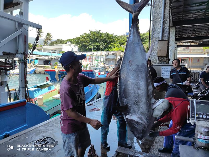 捕獲臺東第一尾黑鮪魚 縣府首推補助漁船20萬獎金