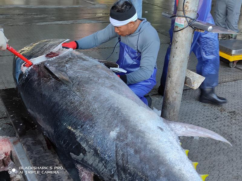 捕獲臺東第一尾黑鮪魚 縣府首推補助漁船20萬獎金