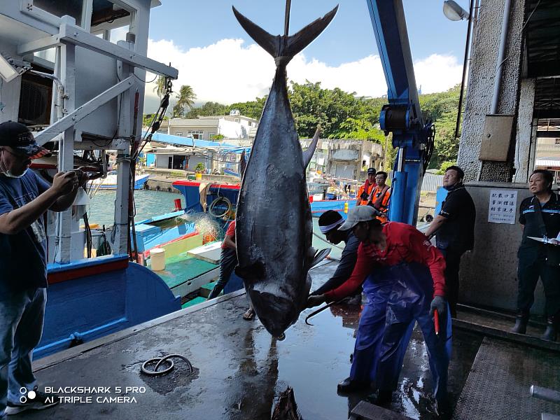 捕獲臺東第一尾黑鮪魚 縣府首推補助漁船20萬獎金