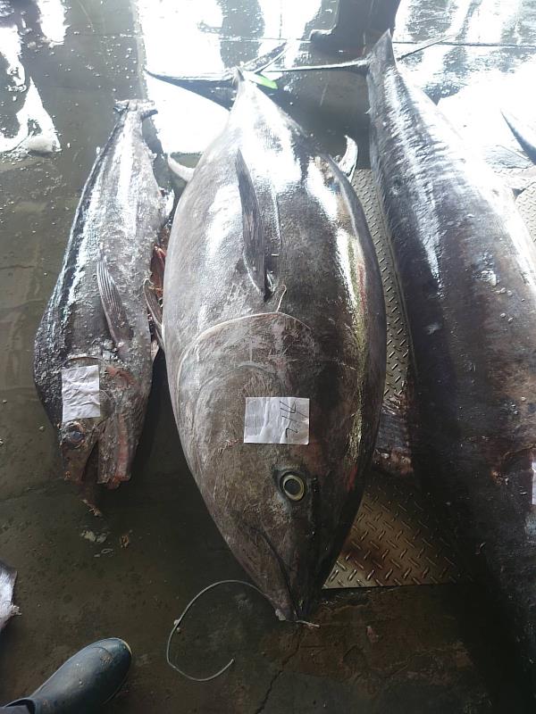 捕獲臺東第一尾黑鮪魚 縣府首推補助漁船20萬獎金
