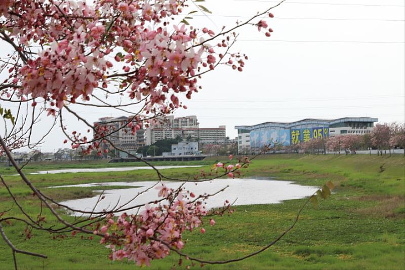 受冷冬時間較長影響,仁德滯洪池堤岸的花旗木近日才大量绽放