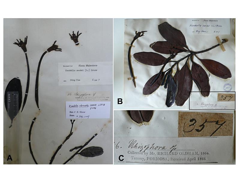 台灣最早的紅樹植物標本，為1864年採自淡水河口的水筆仔標本，保存於英國自然史博物館和英國皇家邱植物園（圖片來源：中興大學生科系）