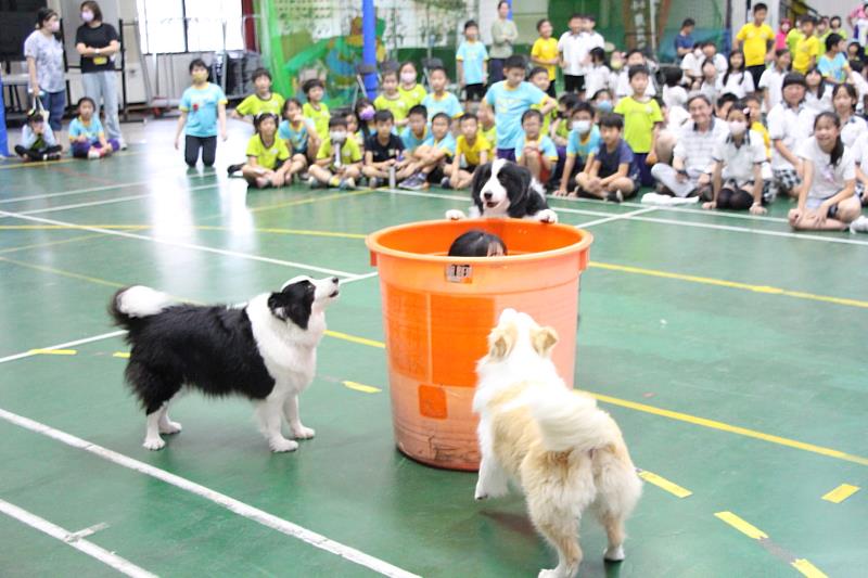 搜救犬進行精采搜索演練找出模擬受困的同學