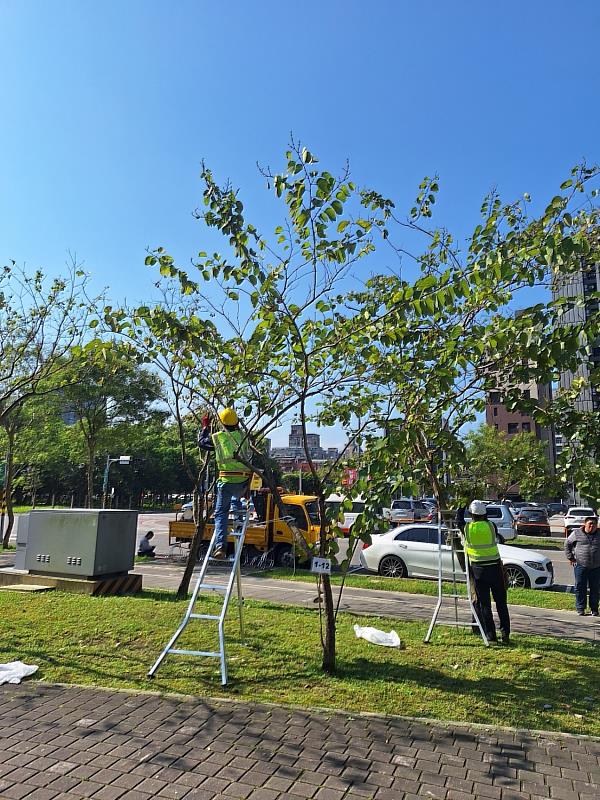 護樹教育課程講習需於現場進行樹木鑑別測驗及實際上樹修剪,以加強參訓學員對於不同樹木現況的專業判斷及應對修剪方式