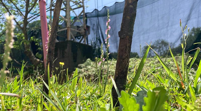 銘傳校園生物多樣性調查小組近期在校園中，發現對生長環境要求極高的授草蹤跡。(圖/王甯儀拍攝)