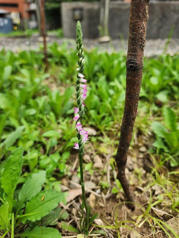 綬草是一種在清明節前後於草地上開花的少數地生蘭科植物,因此又被稱為「清明草」。