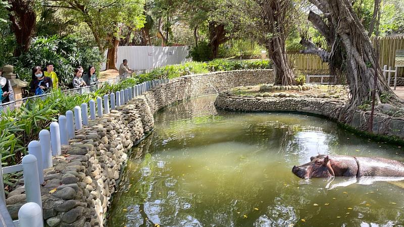 學員在新竹動物園觀察河馬棲地。