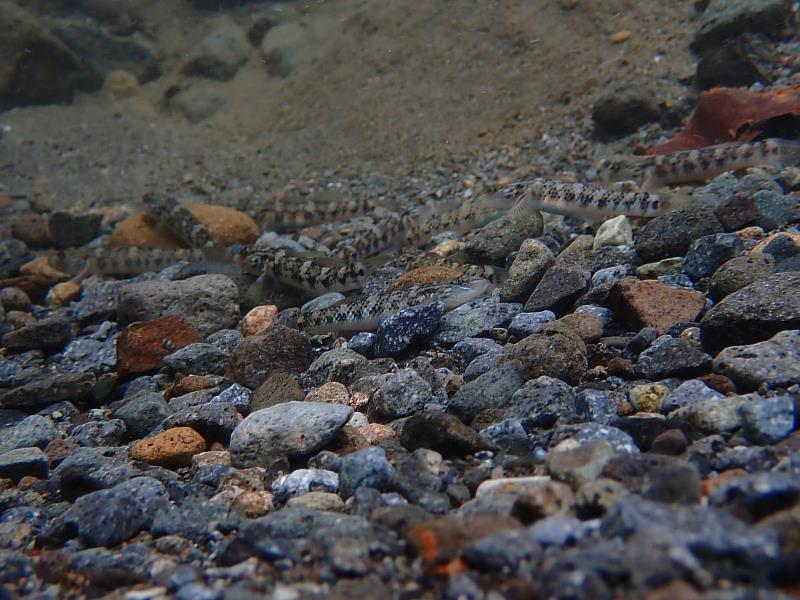 蘭嶼吻鰕虎幼魚群