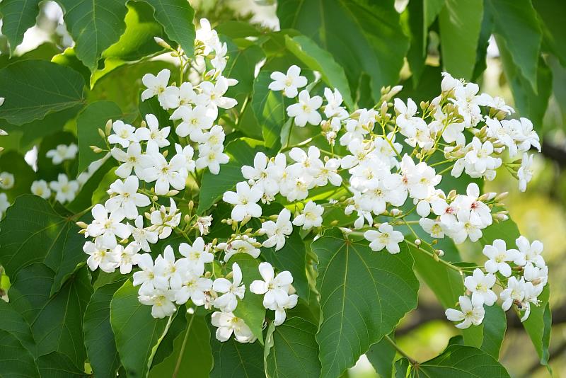 預計週末花況最美！ 嘉義市「花見幸福‧抵嘉桐聚」4月19、20浪漫登場