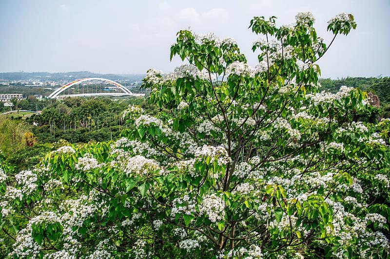 預計週末花況最美！ 嘉義市「花見幸福‧抵嘉桐聚」4月19、20浪漫登場