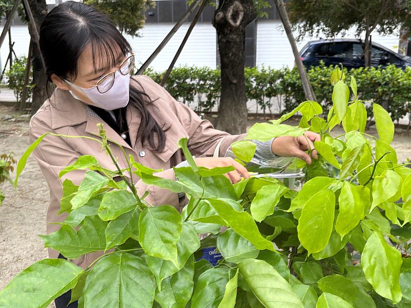 視傳系曾薰誼老師撿拾植物