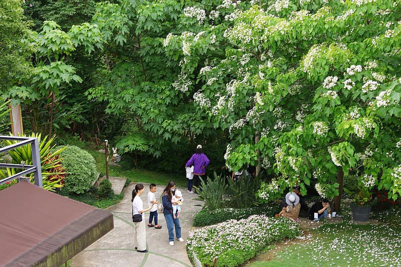 桐花花況正好 吸引民眾出門踏青
