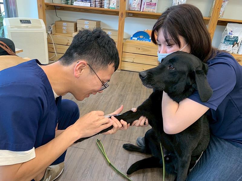 搜救犬們正在接受健康檢查，訓練再辛苦，也要有健康的身體作為後盾。