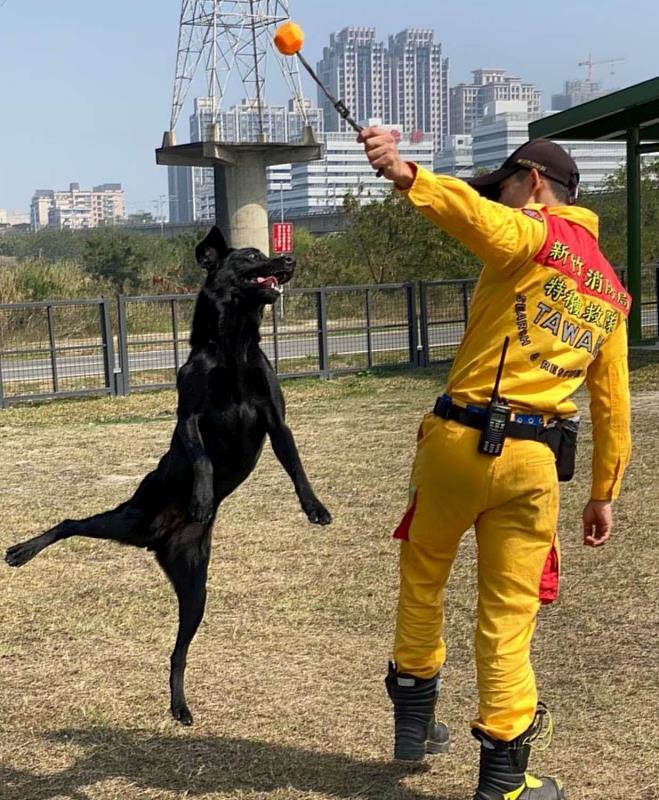 竹市的搜救犬們持續接受專業養成訓練，是特種搜救行動中不可或缺的戰力。