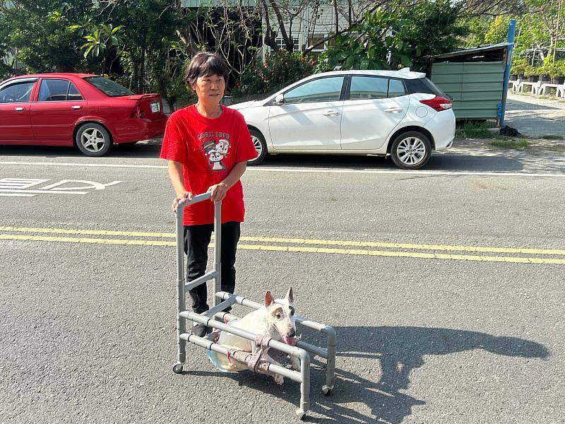 嘉義縣遭棄牛頭㹴獲愛心收養，經照護與復健微笑重生-1