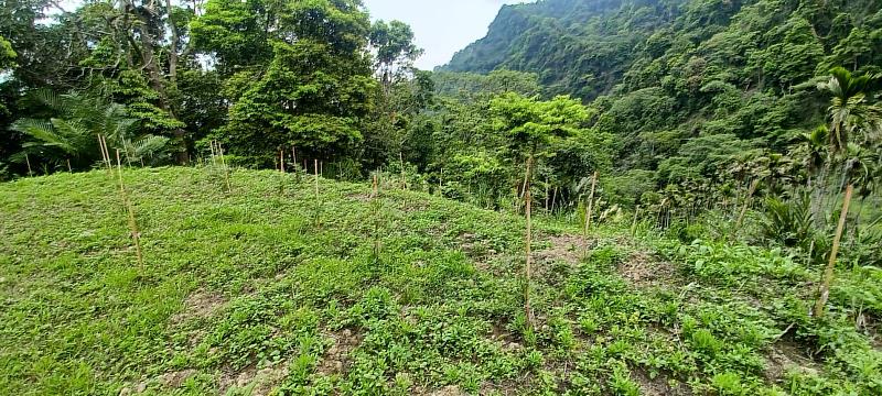 為建構台中西部淺山保育軸帶，113年於臺中市太平區完成新植造林