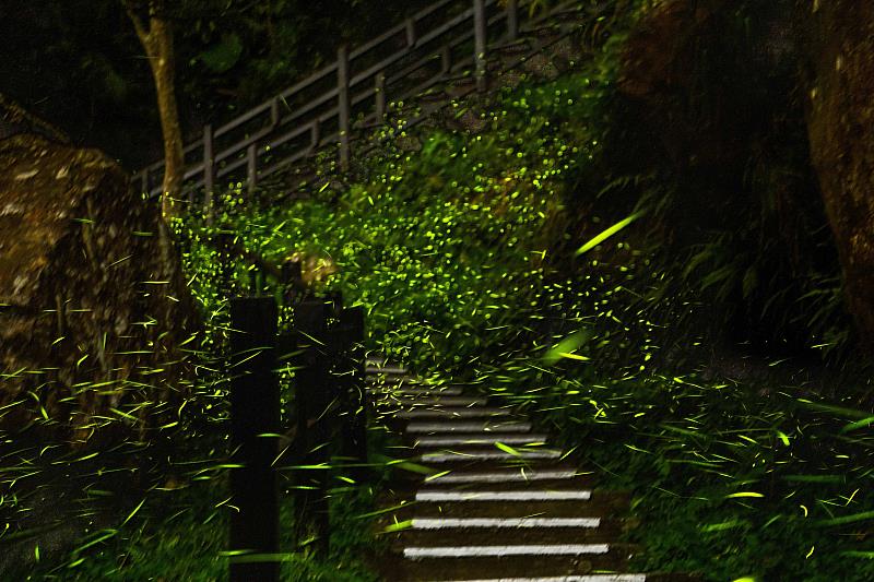 螢火蟲-圓潭生態園區