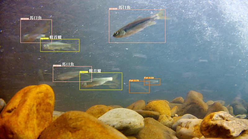 台電研發導入「AI生物辨識」技術，透過專業人員進行生物辨識標記及建立影像資料庫，更即時且全面地掌握魚道利用成效。