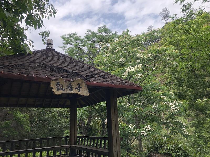 八仙山國家森林遊樂區油桐花(林業保育署臺中分署提供)