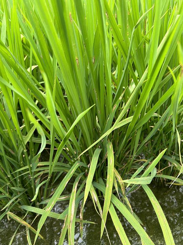 水稻進入孕穗期 農業處籲加強巡田防治病害