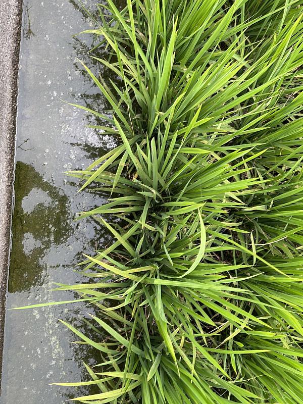 水稻進入孕穗期 農業處籲加強巡田防治病害