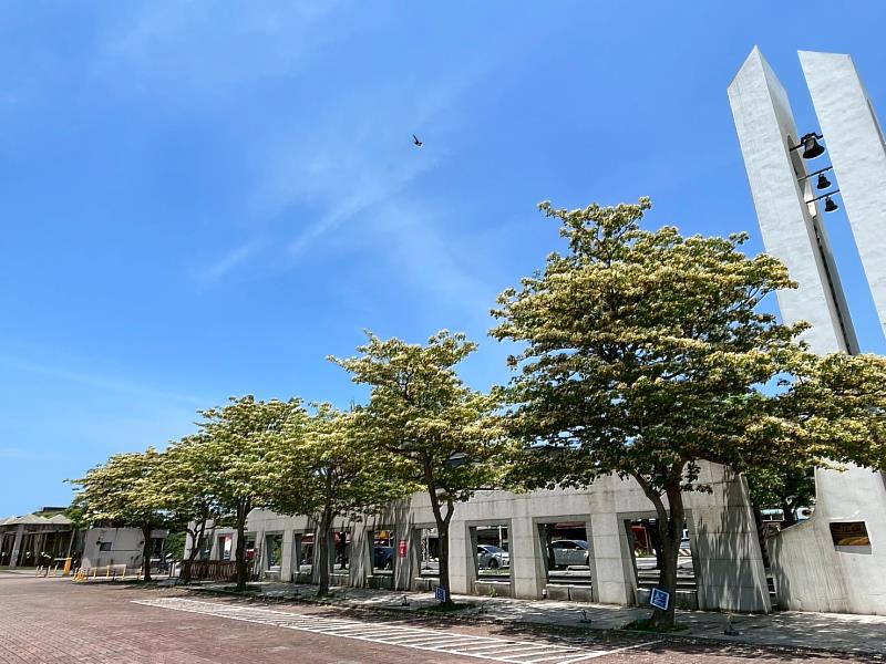 秘書室賴宥蓁捕捉湛藍天空、白色鐘塔及盛開的加羅林魚木花，呈現充滿躍動生命與季節感的聖約翰校園。