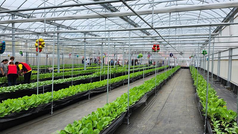 圖說五、愛菜園種植面積約300坪，採用溫室栽培，並以友善耕作方式，打造安心無毒的環境。