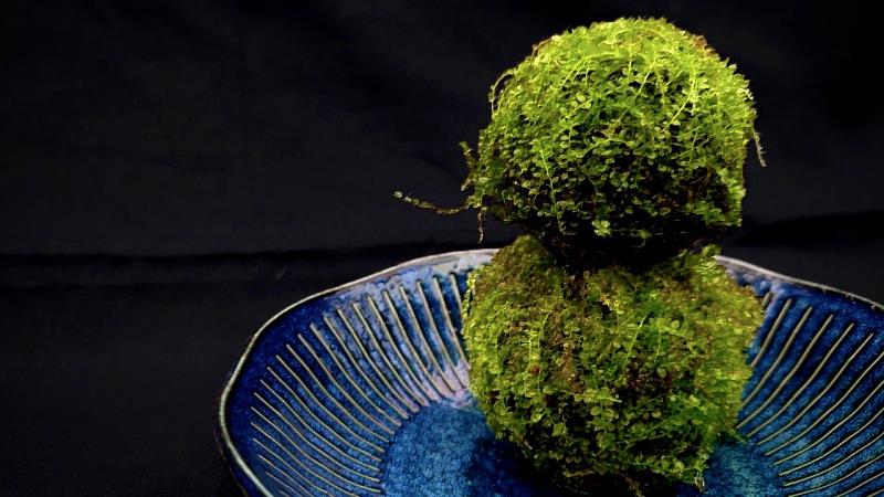 手作苔球溫潤質樸