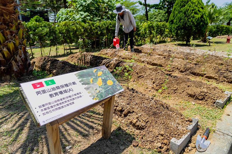 嘉義縣復育阿里山油菊 翁章梁帶領小朋友種下樹苗
