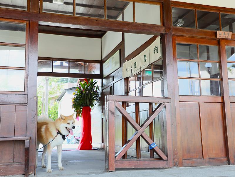 阿里山林鐵鹿麻產車站整修完工，秋田犬「波吉」化身百年車站實習站長