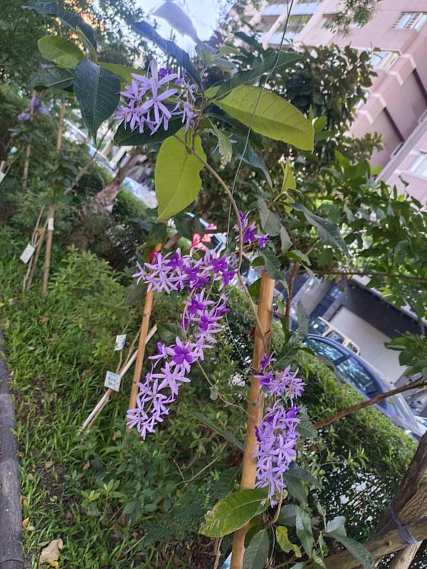 「藍花藤」妍麗多嬌，具有很高的觀賞性。