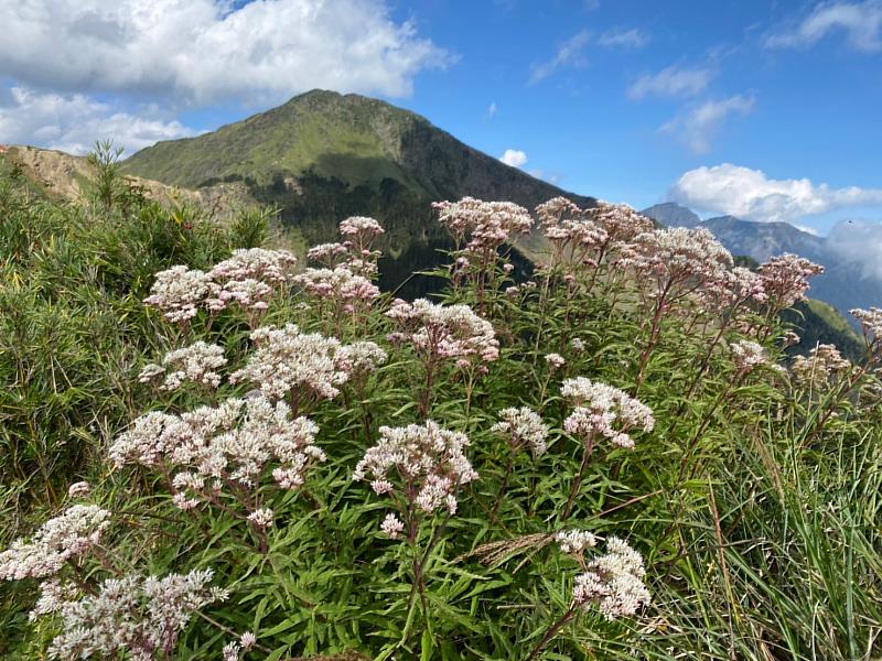 主峰花
