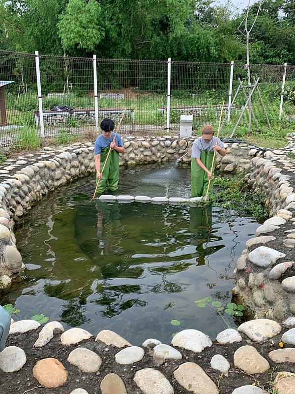 轉移大里旱溪庇護池之巴氏銀鮈進行分散庇護，確保回放族群數量穩定