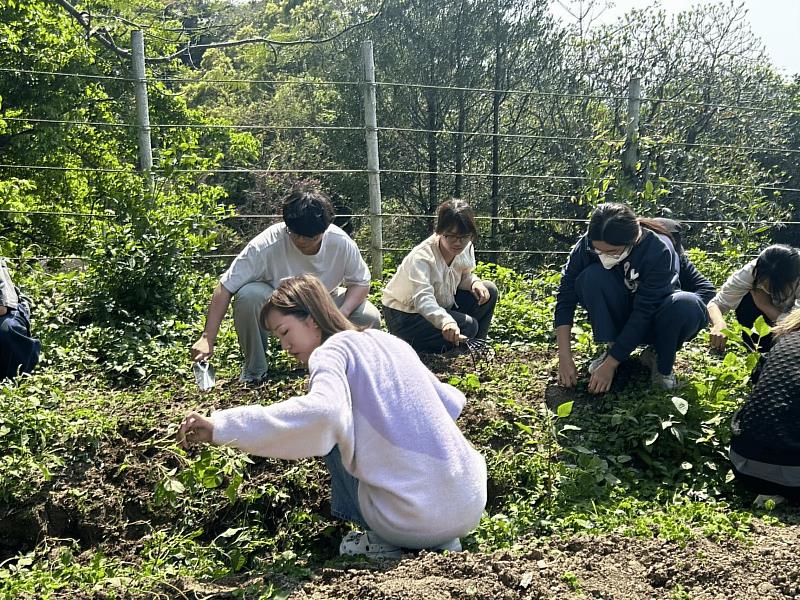 南華大學永續行動與食農教育課程,教導學生於農場實地種植地瓜葉。