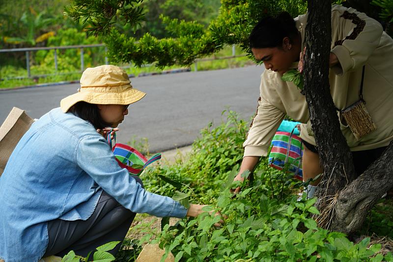 「嬉遊水圳畔」系列活動–飲食工作營植物採集體驗。