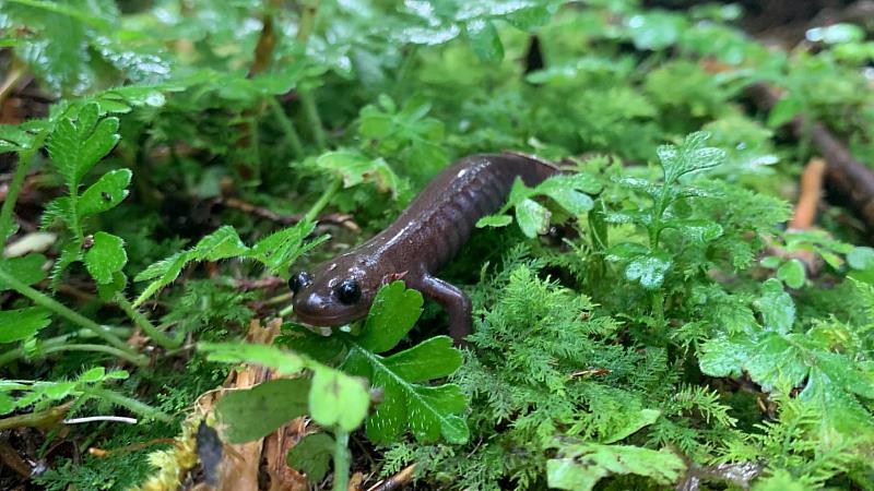 阿里山山椒魚為臺灣特有種,分布範圍是臺灣5種山椒魚中最廣的