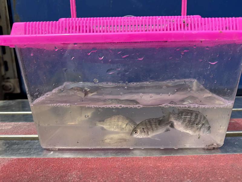 黑棘鯛魚苗