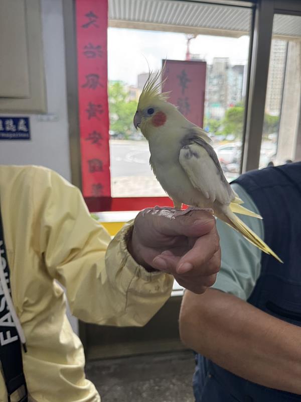圖1.竹市走失鸚鵡經警方與市民協助順利返家