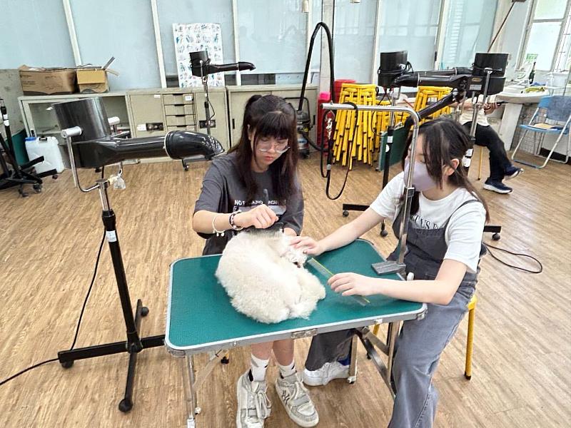 圖4、「寵物基礎美容練習」課程實作情形，學生親手操作，培養專業技能。